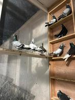 Pigeons Hoogevliegers, Animaux & Accessoires
