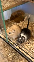 Baby gebils, Dieren en Toebehoren, Knaagdieren, Juni, Geslacht onbekend, Overige typen, Tam