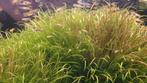 Plante d'aquarium BLYXA JAPONICA., Enlèvement ou Envoi