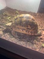 Panterschildpad gezocht, Dieren en Toebehoren, Reptielen en Amfibieën, Schildpad