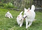 Zwitserse Herder Puppy’s met Stamboom, België, Fokker | Hobbymatig, Reu, 8 tot 15 weken
