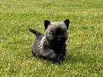 Chiots Cairn Terrier, Animaux & Accessoires, Chiens | Jack Russell & Terriers, Parvovirose, Plusieurs, Belgique, 8 à 15 semaines