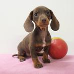 Teckel à poil court - chiots Belges à vendre, Animaux & Accessoires, Commerçant, Poils courts, 8 à 15 semaines, Plusieurs