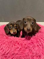 Choco&tan kortharige teckel pups, België, 8 tot 15 weken, Meerdere, Fokker | Professioneel