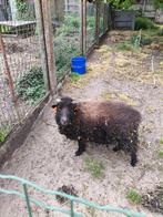 Zwart schaap, Dieren en Toebehoren, Overige Dieren, Mannelijk