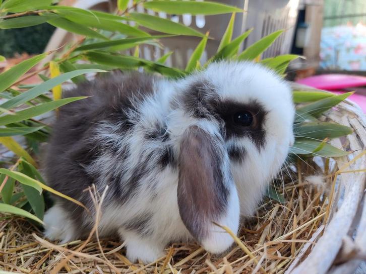 Nederlandse dwerghangoor-minilop, Dieren en Toebehoren, Konijnen, Dwerg, Meerdere dieren, 0 tot 2 jaar, Hangoor