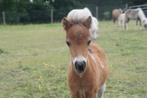 Exclusief AMHA/nmprs minipaard veulen, Dieren en Toebehoren, Minder dan 160 cm, Gechipt, Niet van toepassing, 0 tot 2 jaar