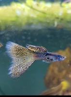 Yellow lace guppy ( ZELDZAAM), Dieren en Toebehoren