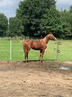 prachtige D pony, Dieren en Toebehoren, E pony (1.48m - 1.57m), Ruin, 3 tot 6 jaar, Gechipt