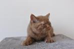 britse korthaar kitten met stamboom, 0 tot 2 jaar, Kater, Gechipt