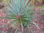 Yucca filamentosa palmlelie,winterhard, Tuin en Terras, Planten | Tuinplanten, Ophalen of Verzenden