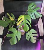 Monstera deliciosa aurea, Ophalen
