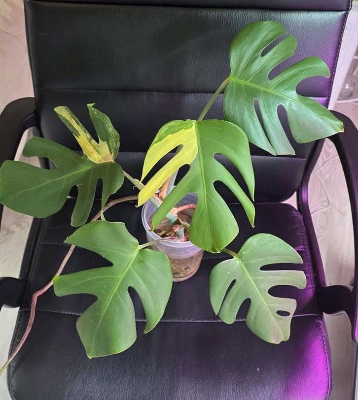 Monstera deliciosa aurea, Maison & Meubles, Plantes d'intérieur, Enlèvement