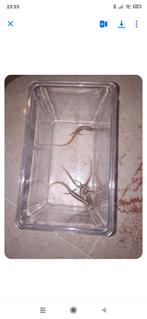 Parelskink, Enlèvement, Neuf