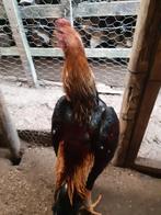 Shamo, Maart, Mannelijk