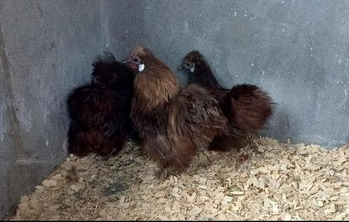 Broedeieren zijdehoen choco kriel, Dieren en Toebehoren, Pluimvee, Kip, Geslacht onbekend