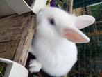Mooie witte met blauwe ogen dwergkonijntjes kleinblijvend su, Dieren en Toebehoren, Konijnen