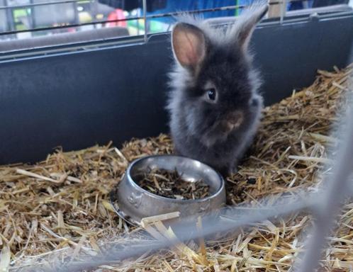 Dwergkonijn leeuwenkopje - 6,5 weken, Dieren en Toebehoren, Konijnen, Dwerg, Mannelijk, 0 tot 2 jaar