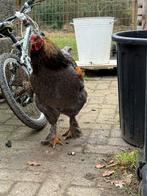 3 Brama hanen 9 maanden oud, Dieren en Toebehoren