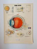 Oude reliëf schoolkaart ‘The Eye’, Antiek en Kunst, Antiek | Schoolplaten, Ophalen of Verzenden