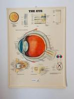 Oude reliëf schoolkaart ‘The Eye’, Ophalen of Verzenden