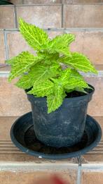 Siernetel 35 cm hoog, Tuin en Terras, Planten | Tuinplanten, Ophalen