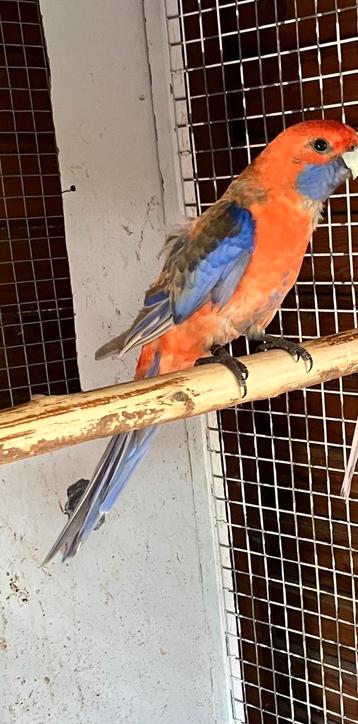 Kweekrijpe oranje pastel olijf pennant, Mâle, Perruche, Bagué