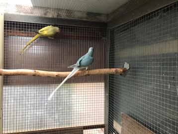 Halsbandparkieten beschikbaar voor biedingen