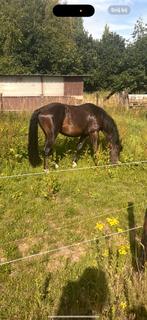 3 jarige hengst bentley x hunters scendro (jeleena de muze), Dieren en Toebehoren, Paarden, Springpaard, Gechipt, Hengst, 3 tot 6 jaar