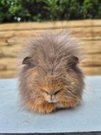 Ch teddy cavia's, Dieren en Toebehoren, Knaagdieren, Meerdere dieren, Cavia, Tam