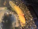 Axolotls in diversen kleuren, Amfibie