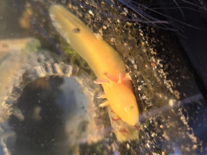 Axolotls in diversen kleuren, Dieren en Toebehoren, Reptielen en Amfibieën, Amfibie