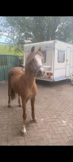 B pony super braaf, Dieren en Toebehoren, Pony's, B, Met stamboom