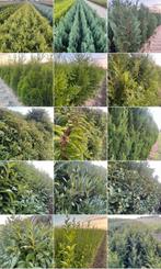 ‼️haagplanten aan stuntprijzen👉 ☎️0474 32 53 54 ☎️, Enlèvement, Taxus