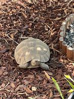 3 vrouwelijke landschildpadden, Dieren en Toebehoren, Reptielen en Amfibieën, Schildpad, Tam, 11 jaar of ouder