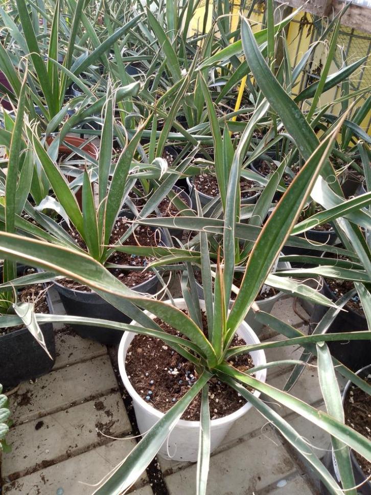 yucca carnerosana, Tuin en Terras, Planten | Tuinplanten, Ophalen