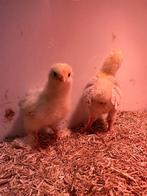 Kuikens, Dieren en Toebehoren, Kalkoen