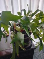 Hertshoorn, Huis en Inrichting, Ophalen