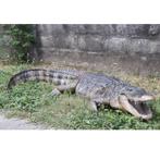 American Alligator – Krokodil beeld Lengte 241 cm, Ophalen, Nieuw