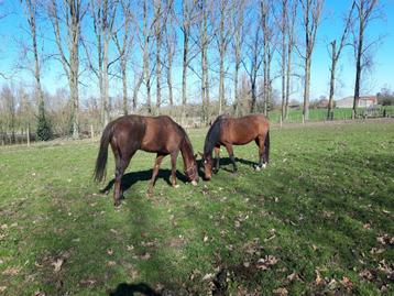 Groom paarden