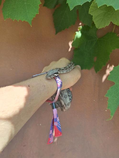 Jonge boa constrictor vrouw 2025, Dieren en Toebehoren, Reptielen en Amfibieën, Slang