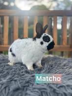 TER ADOPTIE GECASTREERDE RAM 2 jaar oud, Dieren en Toebehoren, Konijnen