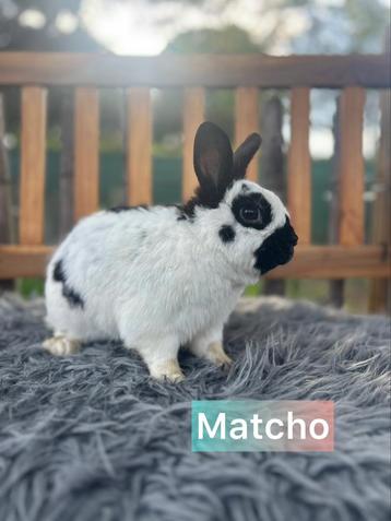 TER ADOPTIE GECASTREERDE RAM 2 jaar oud beschikbaar voor biedingen