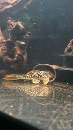 L014 Scobinancistrus aureatus sunshine pleco