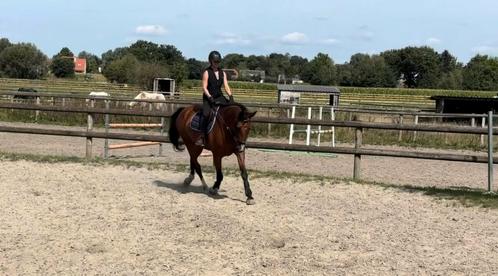 Halve stal gezocht, Dieren en Toebehoren, Paarden