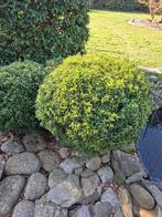 buxus vervanger Japanse hulst, Tuin en Terras, Ophalen, Hulst, Struik, Minder dan 100 cm