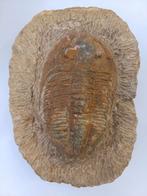 Fossile de trilobite, Fossile, Enlèvement ou Envoi