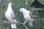 SIERDUIVEN, Dieren en Toebehoren, Vogels | Duiven, Meerdere dieren, Overige soorten