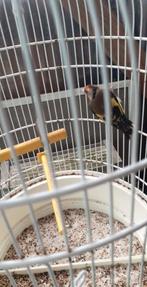 vogels, Dieren en Toebehoren, Vrouwelijk, Geringd