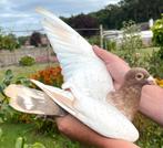 Kleurpostduif doffer, Dieren en Toebehoren, Vogels | Duiven, Mannelijk, Postduif